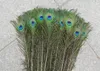 New 100pcs Feather Peacock TAILS 10"-12" Tail Feathers Fan For Wedding Party Decoration Craft Diy