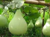 10 pz Colore Bottiglia Semi di Zucca Grande Vino Zucca Cucchiaio Lagenaria Siceraria Semi Calabash semi di ortaggi per la casa giardino bonsai