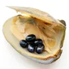 2018 Gioielli con ciondoli Perla d'acqua dolce naturale Ostrica 6-8mm # 6 Perla ovale nera e ostrica Regalo sottovuoto per la famiglia