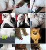 Gato colorido Tampas Pretas Macio Pet Dog Cats Gatinho Pata Garras Controle Unhas Tampas de Cobertura Com Cola Adesiva 20 pcs Frete Grátis