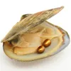 Ostrica di perla d'acqua dolce naturale, il colore della perla è luminoso e colorato può essere utilizzato per varie opere d'arte, vendita all'ingrosso sottovuoto