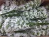 2018 Nouveau Gypsophile Souffle De Bébé Artificielle Fausses Fleurs En Soie Plante Maison Décoration De Mariage DHL FEDEX Gratuit