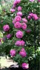 15 stks Peony Tree Indoor Bonsai Plant Zaad, Kleurrijke Dubbele Blooms Zeldzame Chinese Pioenbloemzaden voor Thuis Tuin Gratis verzending