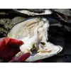 2018 neue perle großhandel einzeln vakuum verpackte große oyster mit perlen kultiviert in frischer oyster pearl mussel farm lieferung