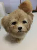 dorimytrader cuddly likelike intional pekingeseぬいぐるみおもちゃぬいぐるみソフトリスティックプードルおもちゃペット犬の装飾ギフト20x26cm dy800094439736