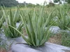 Aloe Yağı AKARZ Ünlü Marka Doğal Aromaterapi Yüksek kapasiteli Cilt Vücut Bakımı Masaj Spa Aloe Esansiyel Yağı