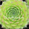 100 Pcs Amazing Sempervivum Plants Mixed Mini Garden Succulents Cactus Seeds Perennial -House Leeks Live Forever Easy To Grow