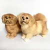 Dorimytrader Cuddly Likliknande Animal Pekingese Plush Toy fylld mjuk relistisk Poodle Toy Pet Dog Decoration Gift 20X26CM DY800094918449