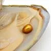 Wholesale bulk high quality vacuum packed pearl oysters, 6-8mm pearls cultured in oysters (pearl color is tan, free shipping)