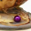 Hurtowa próżnia Pearl Pearl Oboysters, Pearl Color 18 # Purple, łącznie 28 kolorów (Darmowa wysyłka)