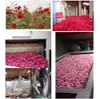 Torkade naturliga rosenblad organiska torkade blommor hela för bröllopsfest dekoration bad kropp tvätt fot tvätt potpourri8354737