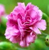 Carnation oil AKARZ Famous brand natural Aromatherapy face body skin care Carnation essential oil