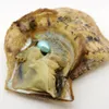 Gros Akoya Huîtres poire larme coquille d'huître 6-8mm couleur élevage naturel d'eau douce huître fraîche perle approvisionnement en moules