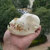 Great Large Unique real natural Dog Skull Specimen - 11-14 CM 4 3-5 5 Inches 1pcs skull Sent at random2583