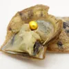 #7 (Yellow) 6-8mm Akoya Oyster Oval Pearl Oyster Wholesale, Customizable Dyed Pearl