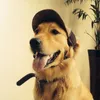 Moda piccolo cane da compagnia gatto visiera da baseball cappello sportivo berretto cucciolo estate baseball fori per le orecchie all'aperto berretto da sole cinturino elastico per il collo