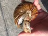 Dingsheng Brown Ammonite Fossil Skull Natural Jadify Crystal Shell Conch Snail Jade Quartz Stone Mineral Prov