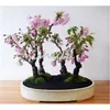 100% Genuine! 30 Pcs Cherry Blossoms Japanese Sakura Seeds Perennial Like Azalea Flower Seed Easy Grow For Home & Garden In Bonsai So Beauty