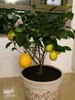 50 Pz Semi di Limone Rosso Nuovo Arrivo Drawf Albero Bonsai Semi di Frutta Biologica per la Casa Giardino Forniture Facile Coltivare Semi Esotici In Vaso