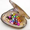 Party Surprise Gift 6-8mm Natural Freshwater Oval Pearl in Oyster Shell, 30 Pearls Mixed Color Vacuum Packaging Spot Wholesale