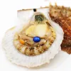 Emballage sous vide en gros huître perlière salée huître coquille rouge 1 pièces 6-8mm ovale #9 perle bleue