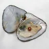 Nieuwe Akoya 25 kleuren Hoogwaardige goedkope liefde zoetwaterschaal parel oester 6-7 mm parel oester met vacuümverpakking