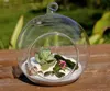 創造的な円形/円錐形のマイクロ生態学的な風景びんの涙ドロップガラスぶら下がっているプラ​​ンター鍋の装飾