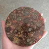DingSheng Brown Ammonite Fossil Slice Coaster Natural Jadify Crystal Plate Shell Conch Lumaca Giada Quarzo Pietra Cup Mat Mineral Specimen