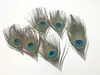 전체 100pcs 로트 길이 10-15 cm 아름다운 자연 공작 공작 깃털 결혼식 파티 무대 장식 패션 정말 Peck Feath351w