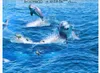 Carta da parati all'ingrosso personalizzata Foto di carta da parati Delfini Fuori dall'oceano 3D Piastrelle per pavimenti del soggiorno del bagno Pittura decorativa autoadesiva per pavimenti