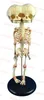 Human New born double head anatomia del bambino scheletro anatomico del cervello anatomia Modello educativo Modello di visualizzazione dello studio anatomico