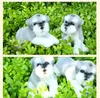 Simuleringshund Schnauzer Plush Toy Cartoon Doll Realistic Animals Dog Birthday Present for Children Gifts Creative Decoration DY502958456643