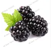 Time-Limit!! 100 Pieces Sweet Black Berry Giant Blackberries Heirloom Blackberry Seeds Triple Crown Blackberry Black Mulberry Seeds