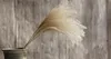 12inch-40inch Flower Bouquets Secados Natural Reed Reed Flowers Bulrush Flores Phragmites Flores para Casamento Party Table Centerpiece Decor