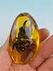 Rare Amber Beetle Amber Beetle Pendant0123456789105561143