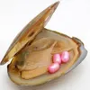 Ostriche di perle d'acqua dolce naturali 6-8mm 3 pezzi # 16 perle rosa pallido in ostriche triangolari in confezione sottovuoto