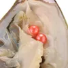 Naturliga DIY sötvatten runda tvillingar pärlor ostron lösa pärlor odlade färsk ostron pärlmussel gårdsförsörjning dropshipping grossist