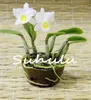 100 pz Giapponese Tiger Orchid Seeds Bianco e nero Radiata Egret Orchid Seeds World's Rare Specie Fiore per la casa giardino decor