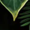 Retro tropical da floresta tropical Palmana folhas de parede mural Restaurante Restaurante Cenário criativo Cobertura de parede Decoração de casa