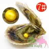 Vakuum packad Akoya salt pärla oyster, pärla i ostron är 6-7mmaaaaa (ingen fel) nivå # 7 gul (gratis frakt med dhl 2-5 dagar)