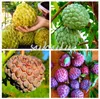 10 pezzi Soursop fruit, (graviola annona muricata), Multi-color sweetsop semi Delicious fruit seeds zucchero di mele pianta in bonsai