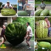 2018 semi di anguria giganti rari caldi 50 pezzi di semi di frutta Interesse vegetale così dolce facile da piantare per pianta da famiglia