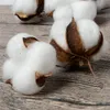 Natural and Synthetic Blend Cotton Balls Dry Flower Wedding Dried Flowers Plants Party Birthday el Courtyard Decoration Flowers7701968