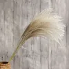 12inch-40inch Flower Bouquets Secados Natural Reed Reed Flowers Bulrush Flores Phragmites Flores para Casamento Party Table Centerpiece Decor