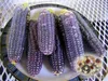 20 sztuk Słodka Rainbow Kukurydza Nasiona, Kolorowe Ziarna ziarna Warzyw Ziarna Zboża, 95% + kiełkowanie, wysokiej jakości warzywo do ogrodu domowego