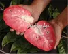 10 pezzi Soursop fruit, (graviola annona muricata), Multi-color sweetsop semi Delicious fruit seeds zucchero di mele pianta in bonsai