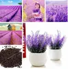 wholesale lavender plants