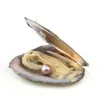 2018 Akoya Oyster Pearl 6-7mm nuovo 27 Colore della miscela Regalo d'acqua dolce Fai da te Perla naturale Perle sfuse Decorazioni Confezionamento sottovuoto Commercio all'ingrosso