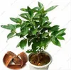 giapponese semi di albero bonsai