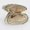 Yeni İstiridye İnci 6-7mm 25 Mix Renk Tatlısu Doğal İnci Hediyesi DIY Mücevher Süslemeleri Vakum Ambalaj Toptan